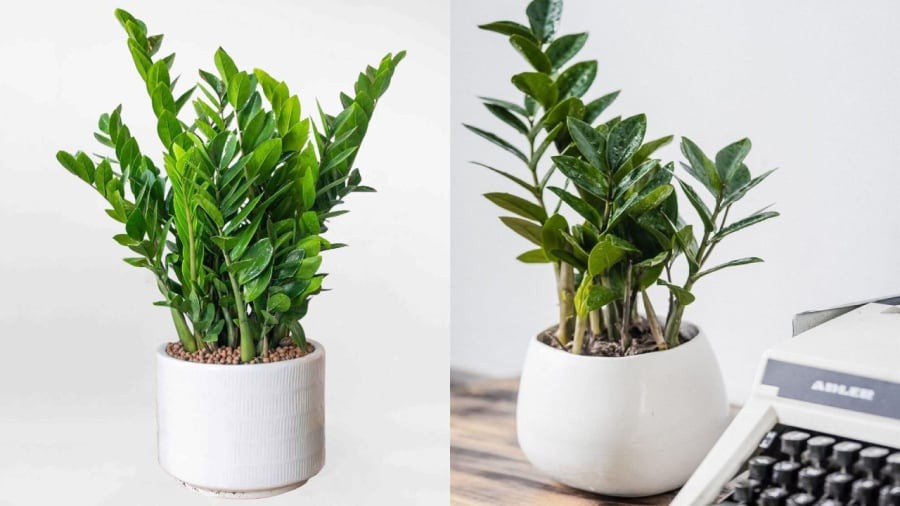 Gia chủ có thể lựa chọn những vị trí thích hợp trong nhà để đặt cây kim tiền, vừa mang lại hiệu quả về mặt thẩm mỹ vừa có ý nghĩa tốt cho phong thủy.