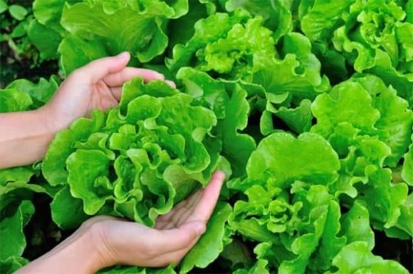 Mặc dù bạn có thể không tin, nhưng những người ăn rau diếp thường xuyên trong thời gian dài thường nhận thấy sự cải thiện rõ rệt về tình trạng da.