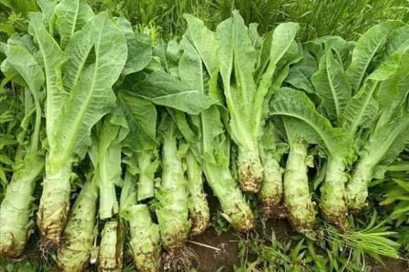 Khi nói đến sức khỏe đường ruột, nhiều người thường nghĩ ngay đến men vi sinh hoặc thực phẩm giàu chất xơ.