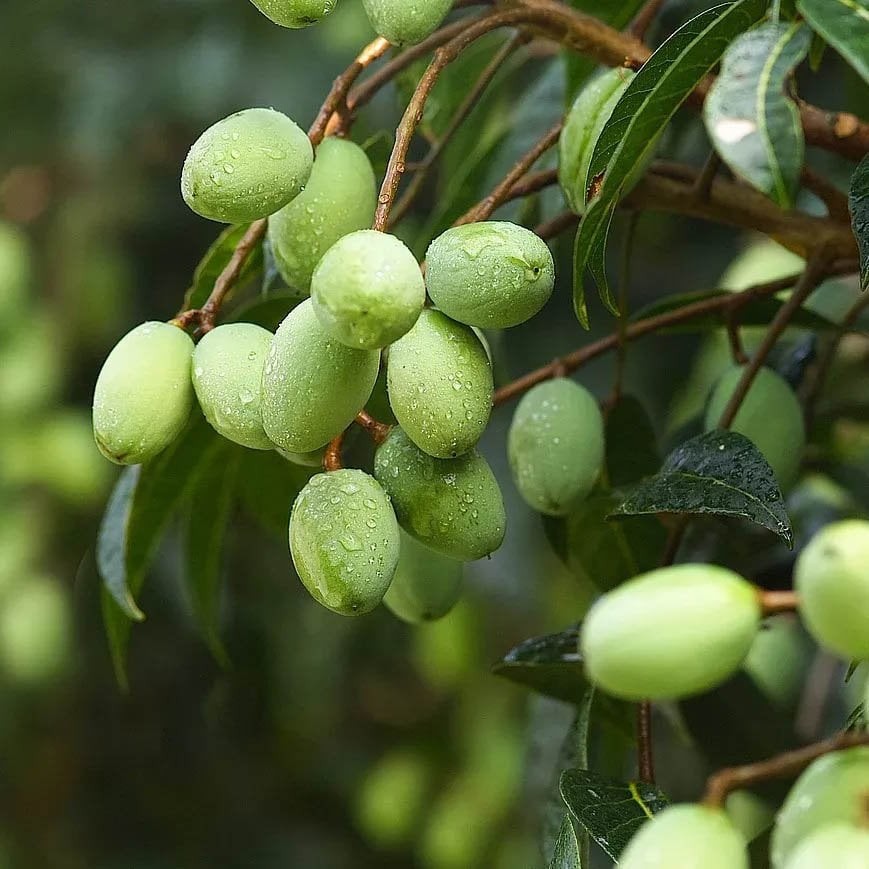 Với lợi thế dễ trồng, ít sâu bệnh và giá trị kinh tế cao, cây cà na đang trở thành 