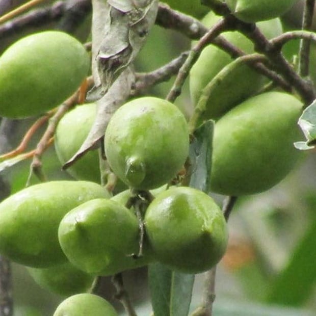 Hiện nay, giá bán quả cà na dao động từ 30.000-50.000 đồng/kg tùy thời điểm và khu vực