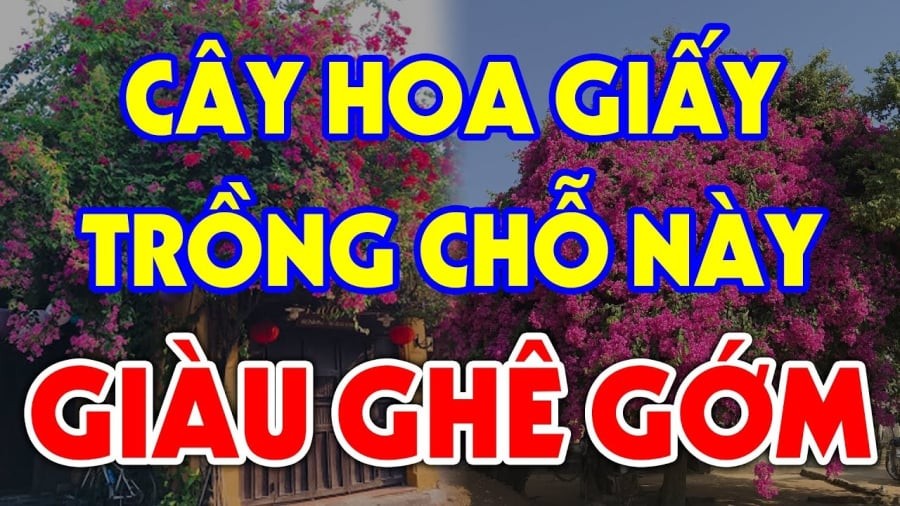 Hoa giấy vừa mang vẻ đẹp dịu dàng lại có khả năng hóa giải tà khí cực tốt.