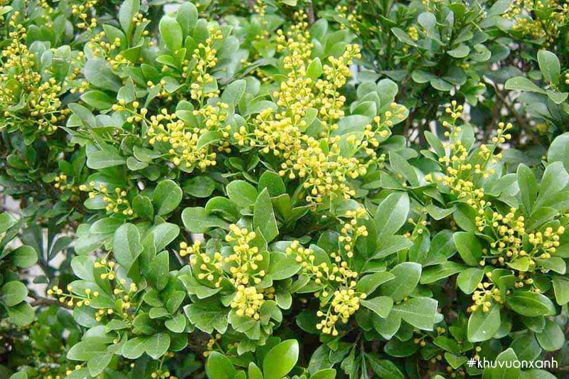 cay-hoa-ngau-co-ten-khoa-hoc-la-aglaia-odorata