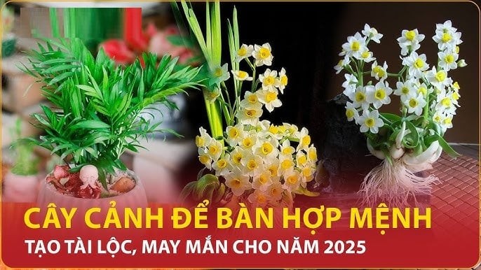 Âm Dương Hòa Hợp: 5 cây dương này trồng trước cửa càng xanh tốt Phúc -Lộc về càng nhiều