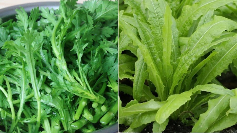 Rau cải cúc và rau diếp là những loại rau có khả năng chống lại sâu bệnh rất tốt, gần như không cần sử dụng đến thuốc trừ sâu trong quá trình trồng.