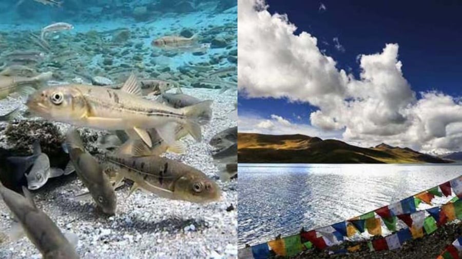 Hồ Dương có trữ lượng cá rất lớn nhưng người Tây Tạng không bắt cá