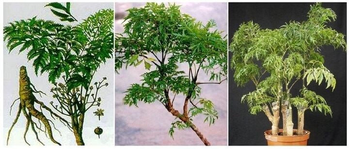 Vị trí trồng đinh lăng tốt nhất trong nhà?