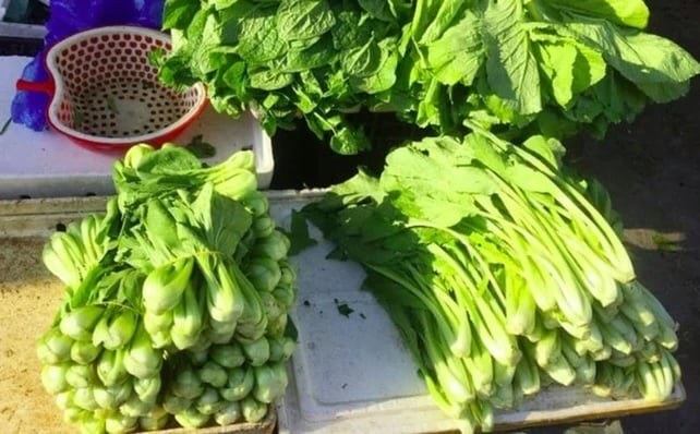 Hãy ưu tiên loại rau cải có lá non, không quá bóng mượt hoặc xanh bất thường