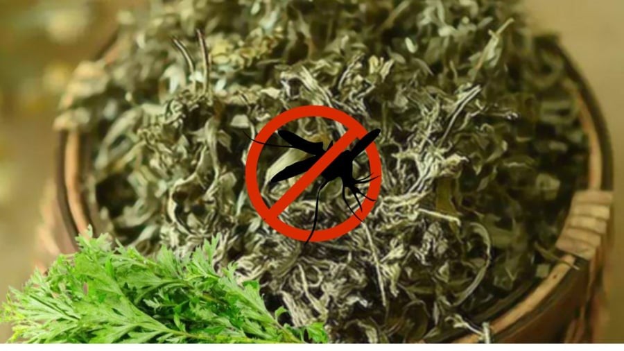 Ngải cứu khắc tinh của muỗi