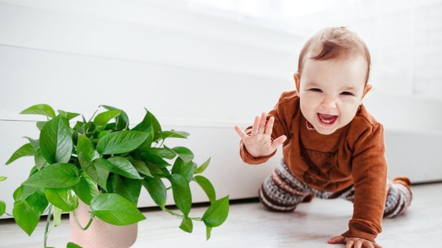 Đừng đặt chậu trầu bà trong tầm tay trẻ nhỏ