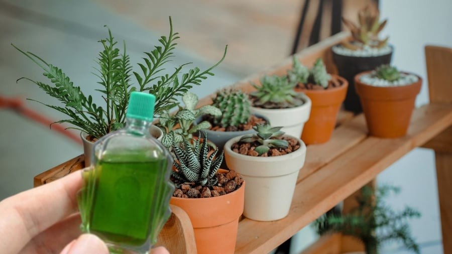 Lọ dầu gió giúp bảo vệ cây cảnh