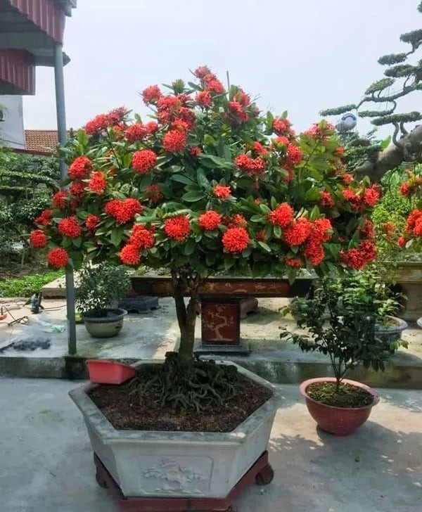 Khi mẫu đơn nở rộ vào đầu năm hoặc tháng tài lộc, đó là dấu hiệu báo trước nhà có hỷ sự hoặc đường làm ăn hanh thông.