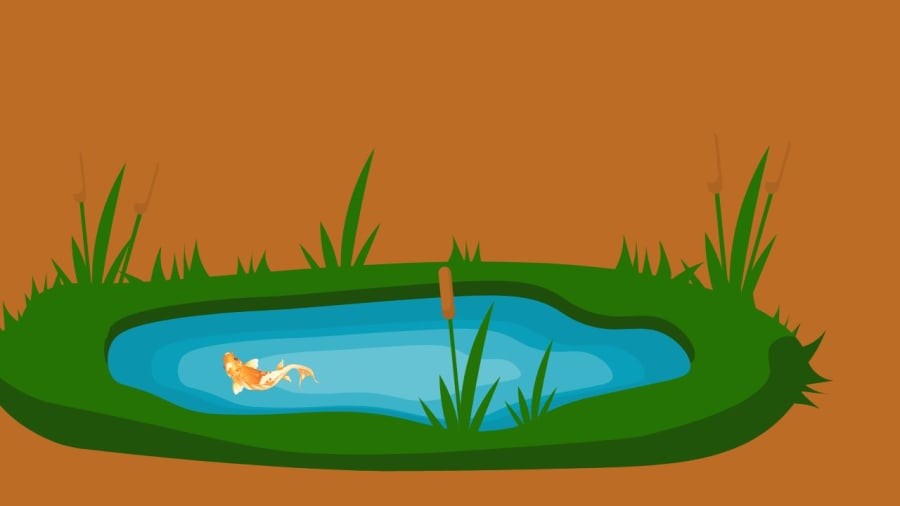 Bể cá sau nhà mang lại nhiều nỗi lo