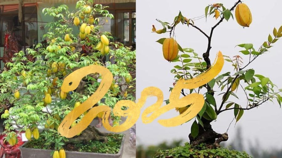 Trồng cây khế tốt nhưng phải tránh đại kỵ