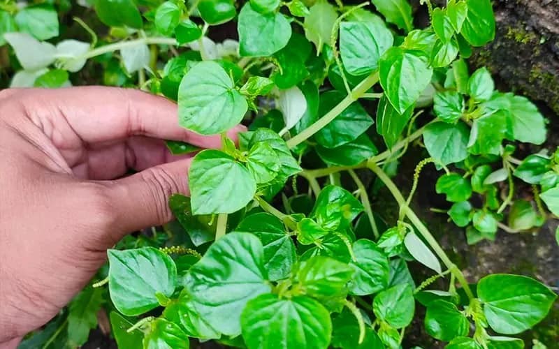 Rau càng cua ở Việt Nam rất rẻ nhưng ở nước ngoài rất đắt giá
