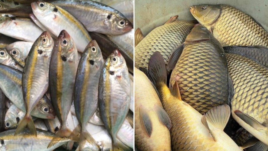 Nhìn chung, cá biển và cá nước ngọt đều có giá trị dinh dưỡng riêng, mang lại nhiều lợi ích cho cơ thể.