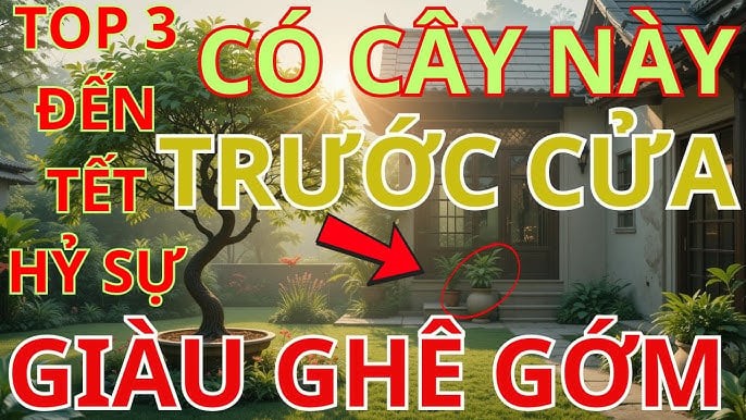 Những loại cây mang tới may mắn