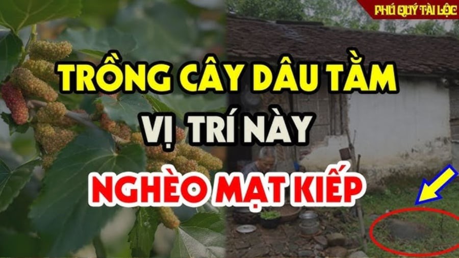 Trước cửa có cây Âm: Cây xanh Lộc 'héo', cả người lẫn của đều lao đao, là cây gì?