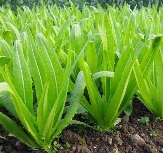 Rau diếp thơm là một nguồn thực phẩm giàu dinh dưỡng, mang lại nhiều lợi ích cho sức khỏe, đặc biệt có tác dụng tốt cho trẻ em, người cao tuổi và phụ nữ trong giai đoạn tiền mãn kinh.