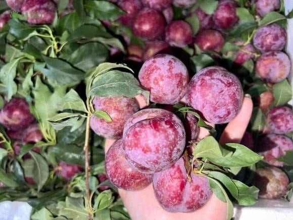 Mận là loại trái cây mùa hè được nhiều người yêu thích nhờ hương vị chua ngọt hấp dẫn và giàu dưỡng chất.