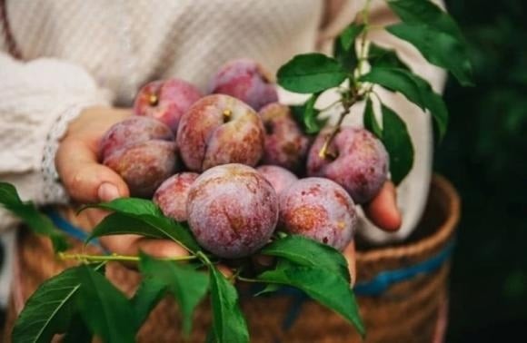 Do có hàm lượng chất xơ cao và tính nhuận tràng, mận không phù hợp với người đang bị tiêu chảy hoặc mắc các bệnh lý đường ruột như hội chứng ruột kích thích.