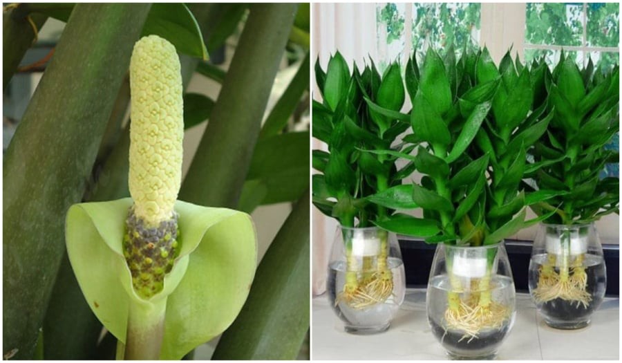 Những loại cây phát tài