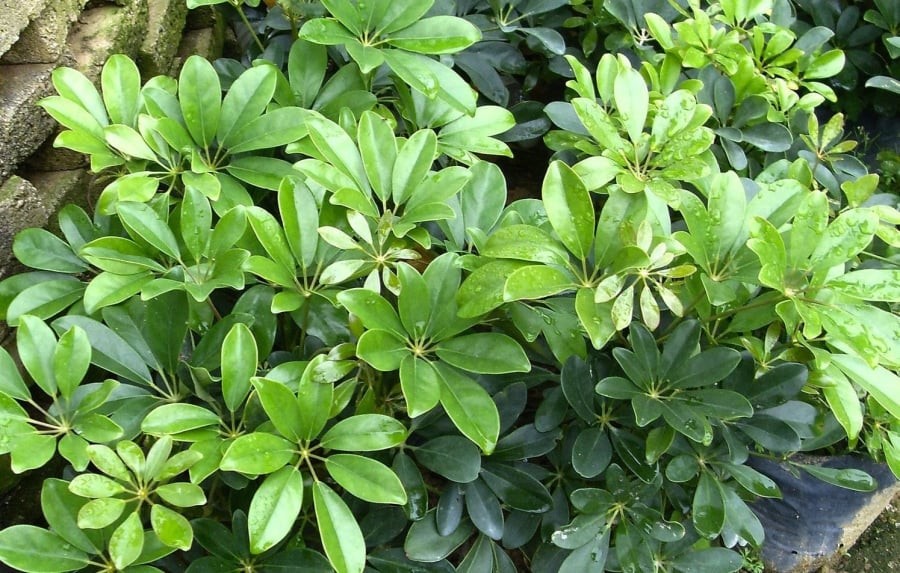 Cây ngũ gia bì có tác dụng phong thủy xua đuổi tà khí, tà khí