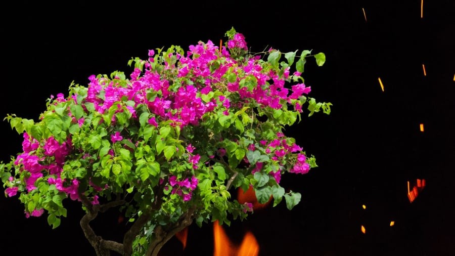 Hoa giấy tốt lá càng không có hoa