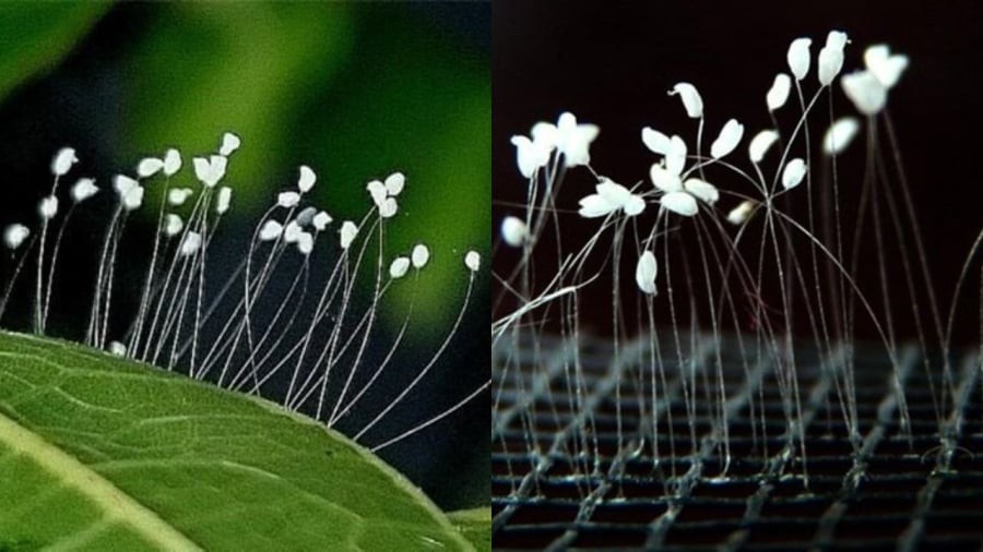 Hoa Ưu đàm được nhắc tới trong kinh Phật
