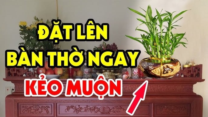 Cây phát tài