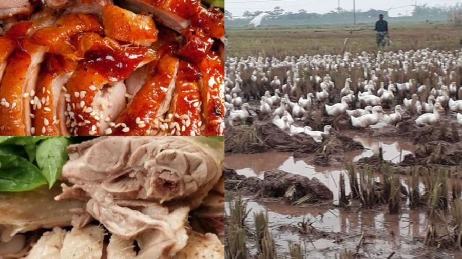 Tết Đoan Ngọ trùng với mùa thu hoạch vịt