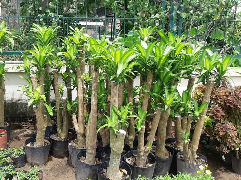 Thiết mộc lan có tác dụng thanh lọc không khí tốt