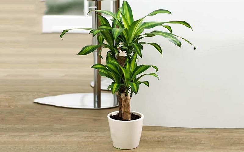 Gia chủ thuộc mệnh Mộc và mệnh Hoả đều có thể trồng cây này.