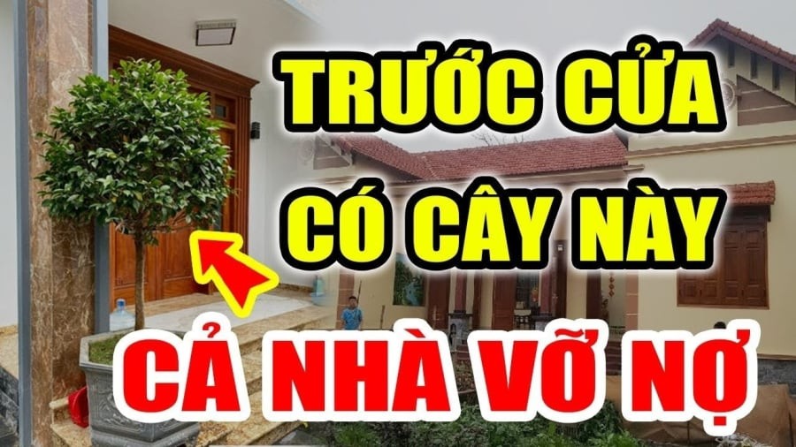 Quan trọng nhất, những cây này thường rất quen thuộc, dễ trồng, nên nhiều người vô tình mắc sai lầm khi lựa chọn mà không biết.
