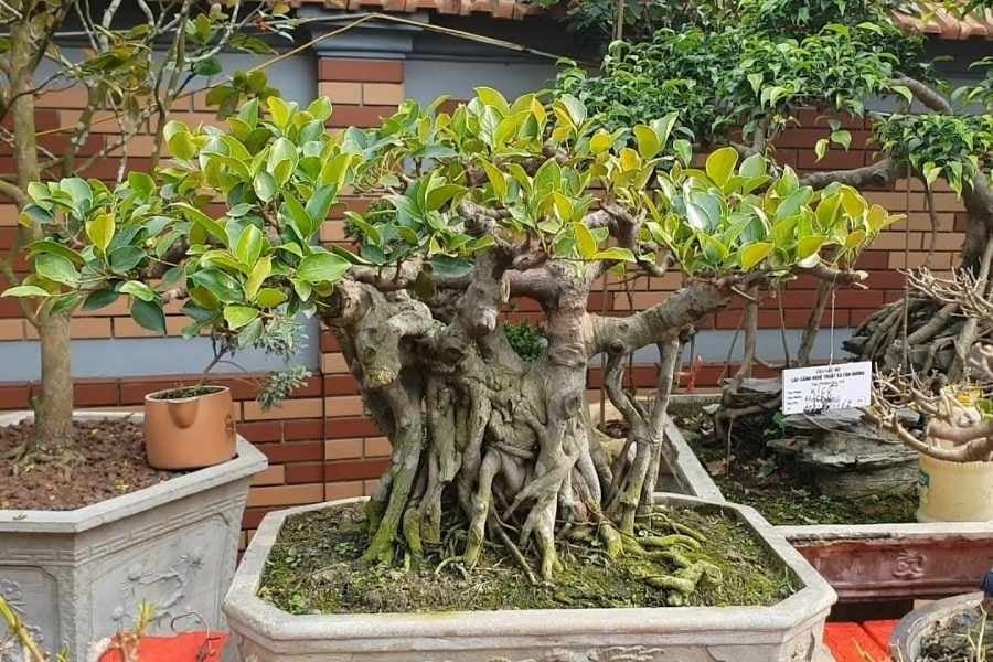 ây đa không nên trồng ở nhà vì cây thuộc dạng cây bóng.