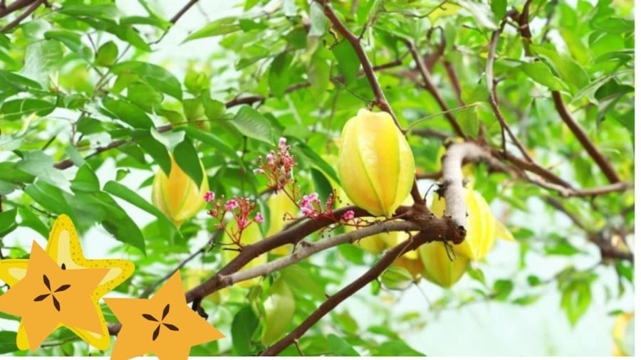 Cây khế có nhiều công dụng