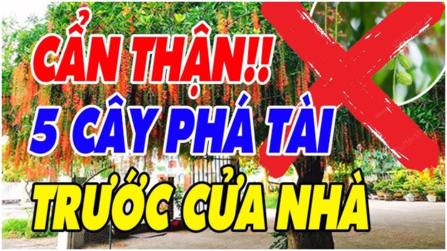 Những loại cây nên tránh trồng trước nhà hao tài tán lộc