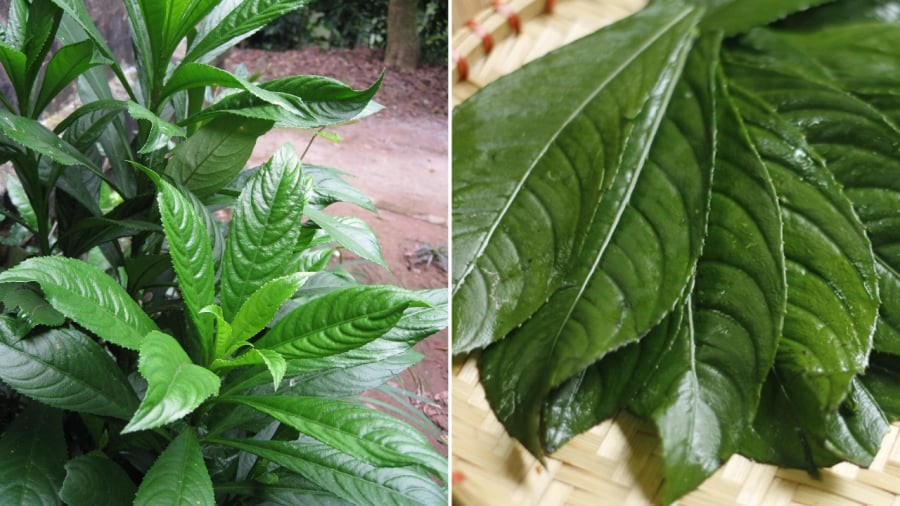 Lá xương sông mang lại nhiều lợi ích cho sức khỏe.