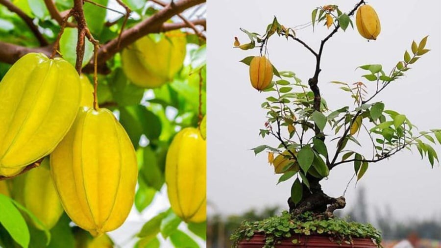 Khế chua hay ngọt đều mang ý nghĩa