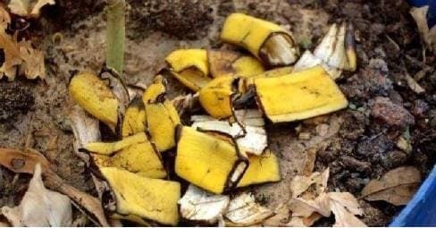 Sau khi cho vỏ chuối vào bình và ủ khoảng 2 tuần, bạn có thể sử dụng nước lên men để tưới cây.