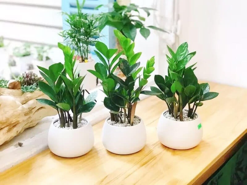 Nhiều chậu cây kim tiền phát triển chậm chạp, ít ra lá mới là do lâu ngày không được thay đất, thay chậu.