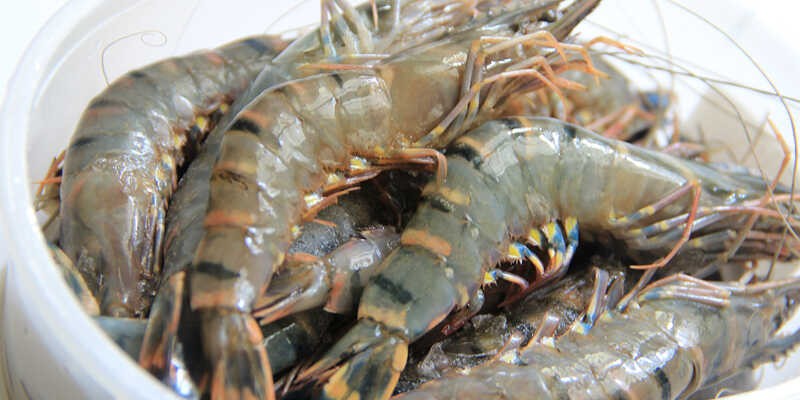 Hướng dẫn chọn tôm tươi sống