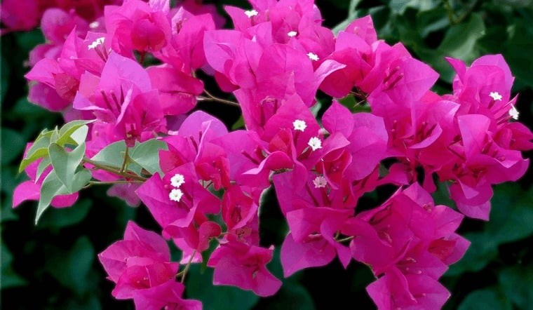 Hoa giấy là cây thân gỗ mọc leo, có nhiều cành và được trang bị gai.