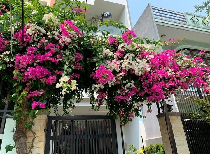 Về mặt phong thủy, hoa giấy mang ý nghĩa về sự che chở, đủ đầy và hạnh phúc trọn vẹn nhờ cành lá xum xuê.