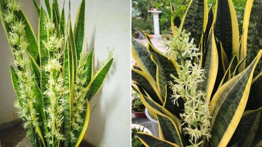 Nếu biết chăm sóc đúng cách, cây lưỡi hổ có thể ra hoa.