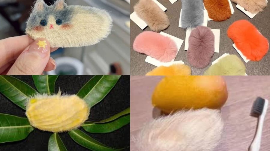 Biến hạt xoài thành thú cưng gây nên