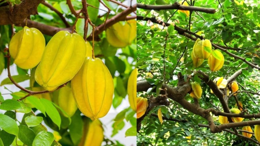 Khi trồng cây khế cần lưu ý để cây đúng vị trí, chăm sóc tốt cho nhiều quả