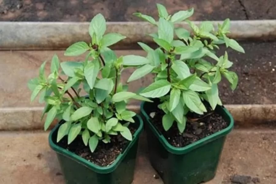 Loại cây gia vị có khả năng chữa lành tốt