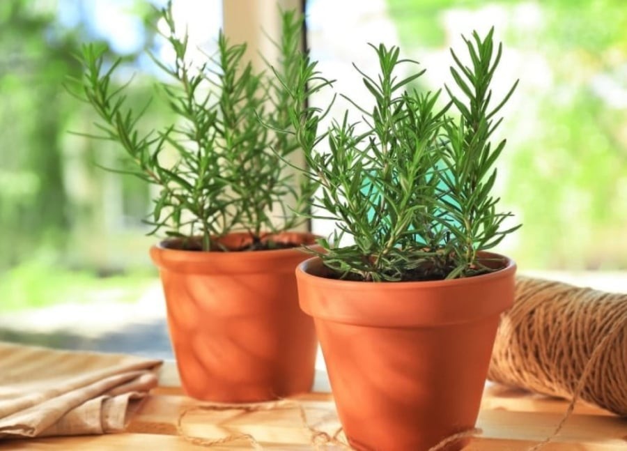 Mùi hương của hương thảo giúp tăng cường sự tập trung và minh mẫn trong khi đặc tính kháng khuẩn của nó làm sạch không khí.