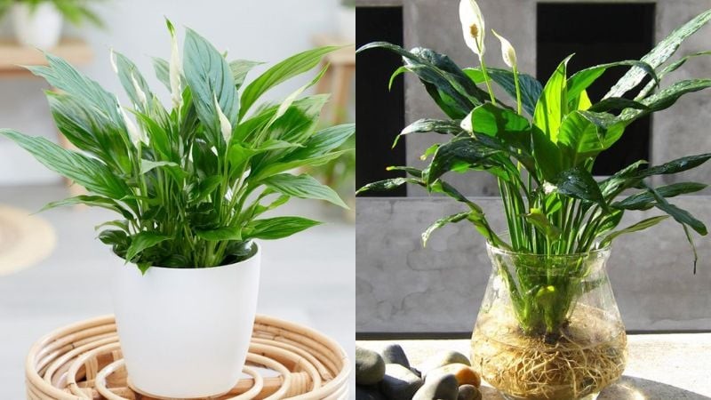 Hãy đặt cây gần nơi làm việc, đầu giường hoặc ở những khu vực chung để thúc đẩy sự hòa hợp và thư giãn.